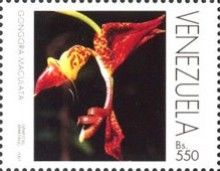 Gongora maculata