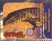 Common Tegu (Tupinambis teguixin)