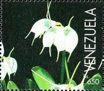 Masdevallia tovarensis