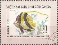 Pennant Coralfish (Heniochus acuminatus)