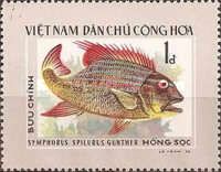 Sailfin Snapper (Symphorus spilurus)