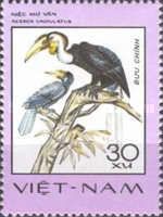 Wreathed Hornbill (Aceros undulatus)