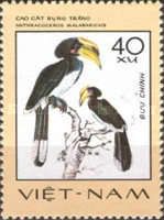 Malabar Pied Hornbill (Anthracoceros malabaricus)