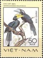 Black Hornbill (Anthracoceros malayanus)