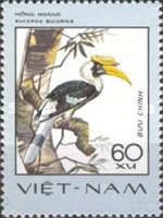 Great Hornbill (Buceros bicornis)