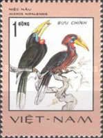 Rufous-necked Hornbill (Aceros nipalensis)