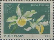 Friederick's Dendrobium (Dendrobium friedericksianum)