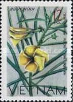 Yellow Oleander (Cascabela thevetia,syn. Thevetia peruviana)