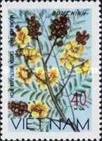 Yellow Senna (Cassia multijuga)