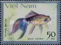 Five-colored (Ngu sac) (Carassius auratus)