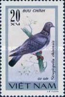 Chinese Spotted Dove (Streptopelia chinensis)