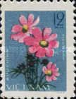 Garden Cosmos (Cosmos bipinnatus)
