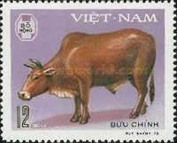 Cattle (Bos primigenius indicus)