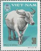 White Domesticated Water Buffalo (Bos bubalus domesticus)