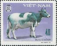 Cow (Bos primigenius taurus)