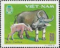 Domesticated Water Buffalo (Bos bubalus domesticus)