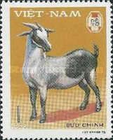 Domestic Goat (Capra aegagrus hircus)