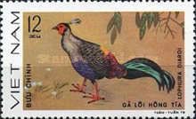 Siamese Fireback (Lophura diardi)