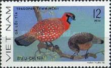 Temminck's Tragopan (Tragopan temminckii)