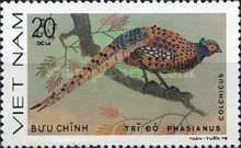 Common Pheasant (Phasianus colchicus)