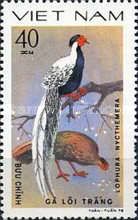 Silver Pheasant (Lophura nycthemera)