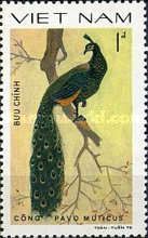 Green Peafowl (Pavo muticus)