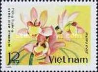 Cymbidium hybridum