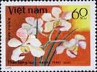 Vanda teres