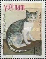 Spotted Cat - Meo muop dom