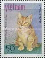 Yellow Persian - Meo vang