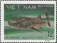 Whale Shark (Rhincodon typus)