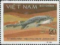 Japanese Wobbegong (Orectolobus japonicus)