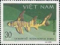 Zebra Bullhead Shark (Heterodontus zebra)
