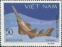 Largetooth Sawfish (Pristis microdon)