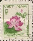 Lotus Flower (Nelumbrium nuciferum)
