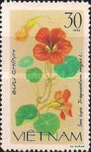 Tropaeolum (Tropaeolum majus)