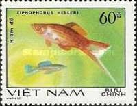 Green Swordtail (Xiphophorus helleri)