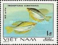 "Trichopterus sumatranus" (see Description)