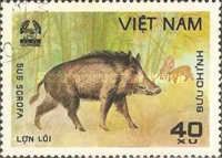 Wild Boar (Sus scrofa)