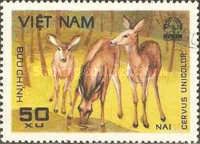 Sambar (Cervus unicolor)