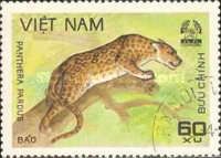 Leopard (Panthera pardus)