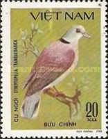 Red Turtle-dove (Streptopelia tranquebarica)