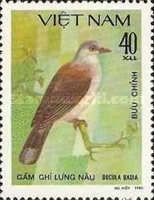 Mountain Imperial-pigeon (Ducula badia)