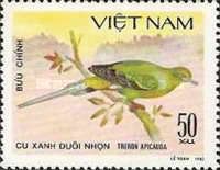 Pin-tailed Green-pigeon (Treron apicauda)