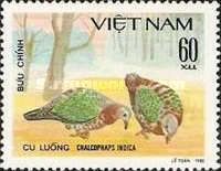 Common Emerald Dove (Chalcophaps indica)