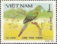 Yellow-vented Green-pigeon (Treron seimundi)
