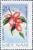 Oleaster (Elaeagnus latifolia)