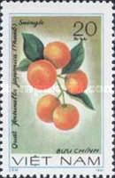 Kumquat (Fortunella japonica)