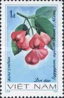 Rose Apple (Syzygium aqueum)