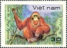 Bornean Orangutan (Pongo pygmaeus)